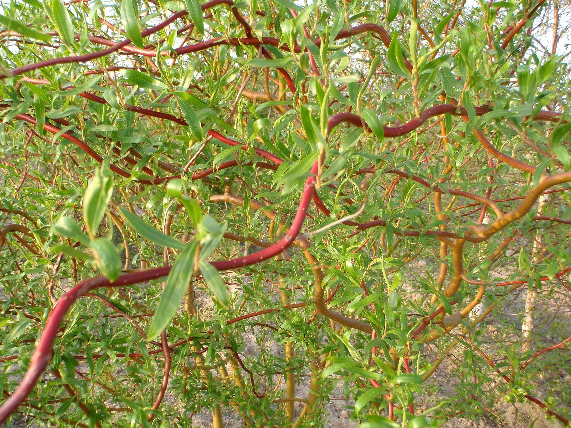 Ива извилистая (Матсудана) Тортуоза Salix matsudana f.Tortuosa | Питомник  Тайга
