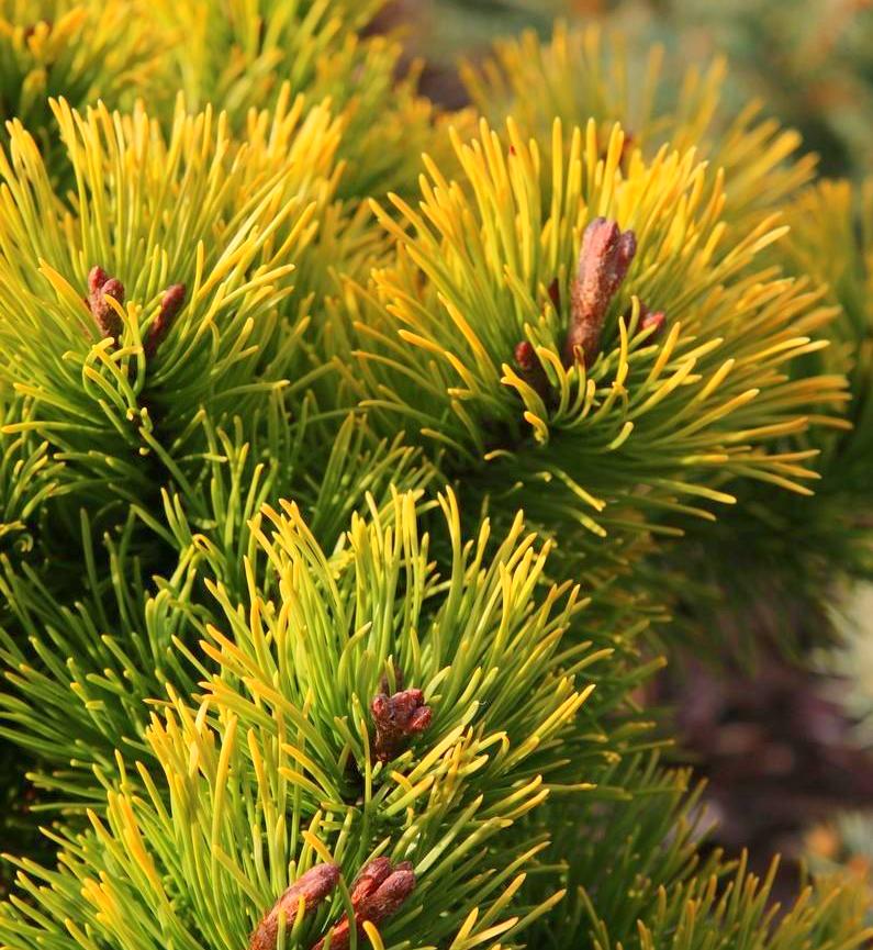 Сосна Горная Pinus mugo Gold Star
