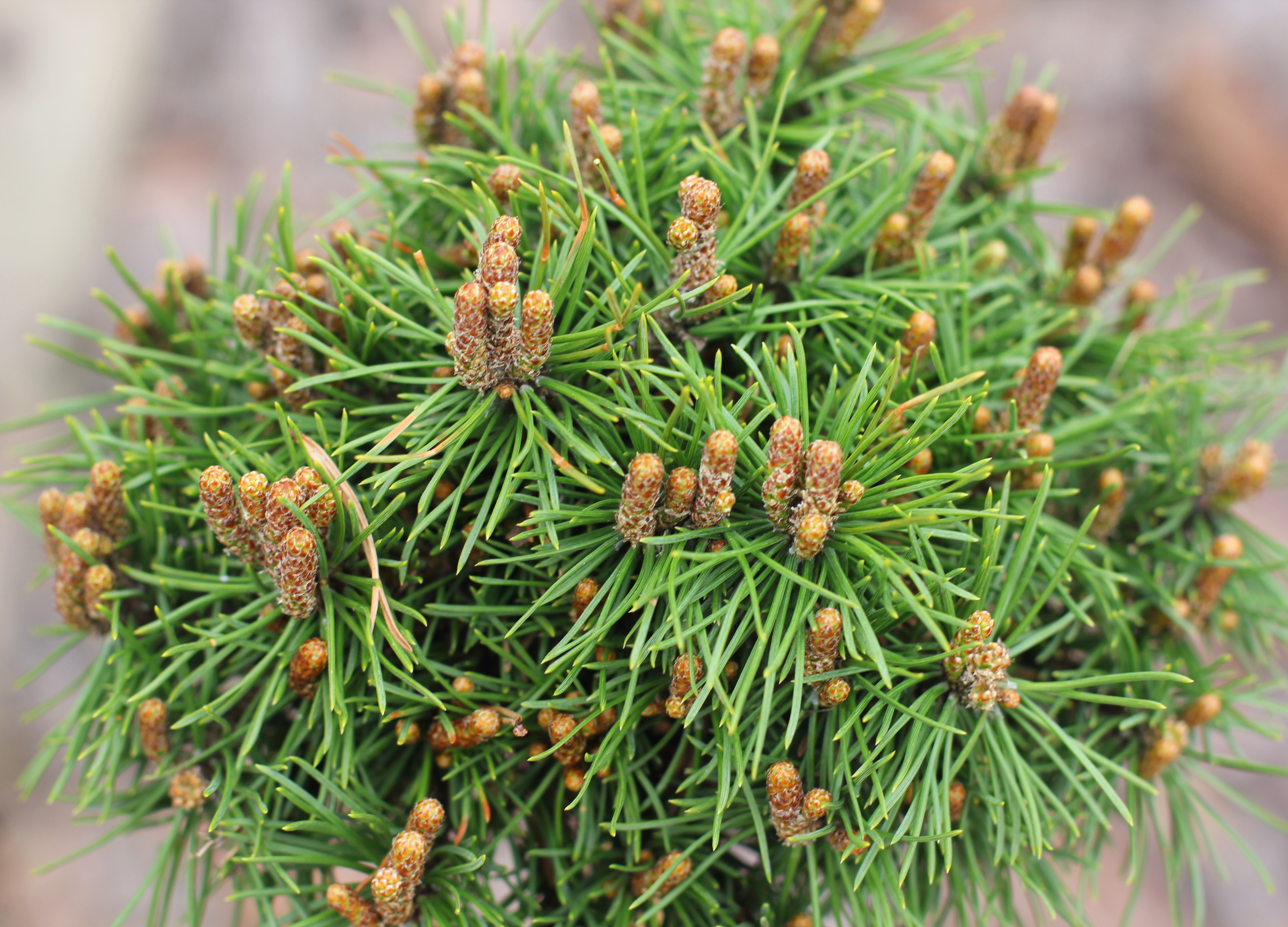 Сосна горная Мини Мини на штамбе Pinus mugo Mini Mini Pa | Питомник Тайга