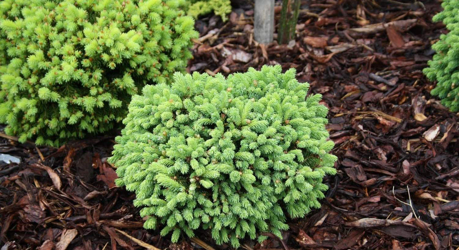 Известно что ель канадская хвойное растение используется. Picea glauca little Globe. Ель Глаука Эхиниформис. Ель канадская Эхиниформис.