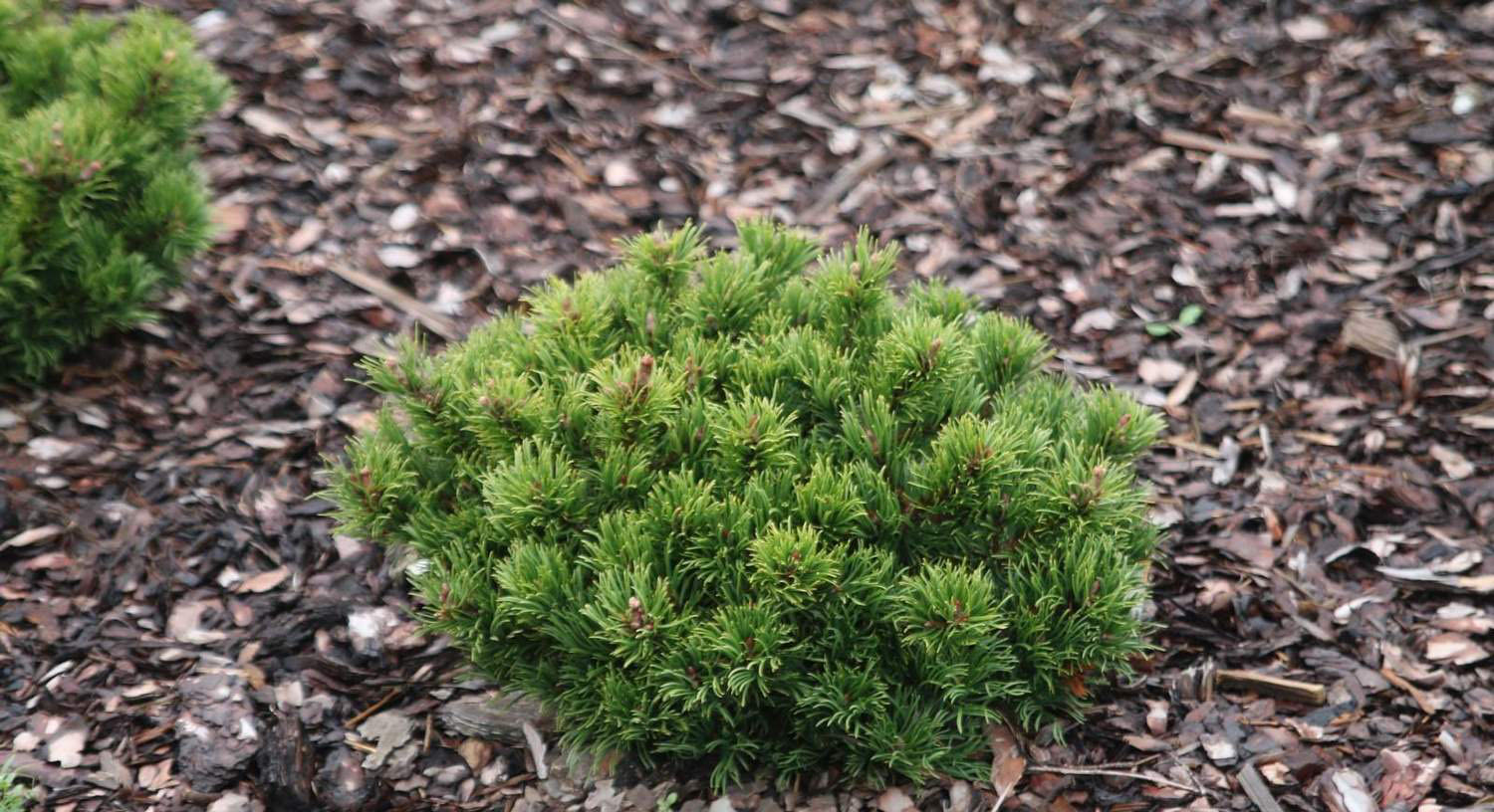 Pinus densiflora Edsal Wood