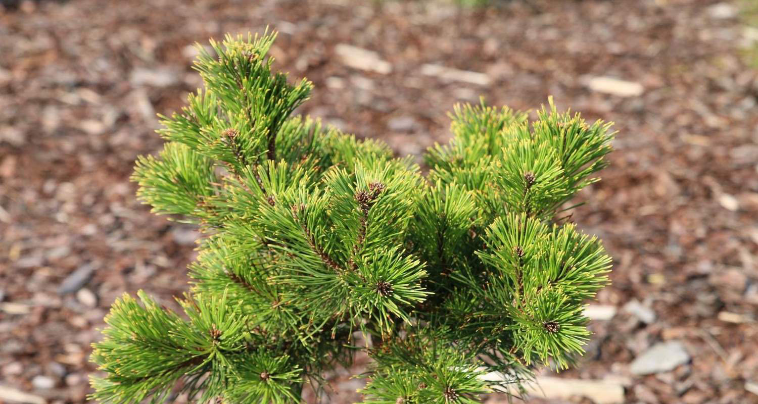 Сосна горная Дикобраз на штамбе Pinus mugo ‘Dikobraz’ (Pa) | Питомник Тайга