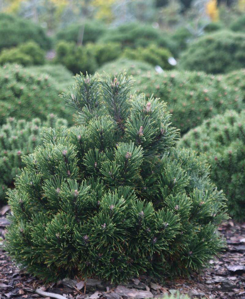 Хвойные недорого. Пинус Муго. Сосна Горная uncinata. Сосна Pinus mugo. Сосна Горная Pinus mugo.