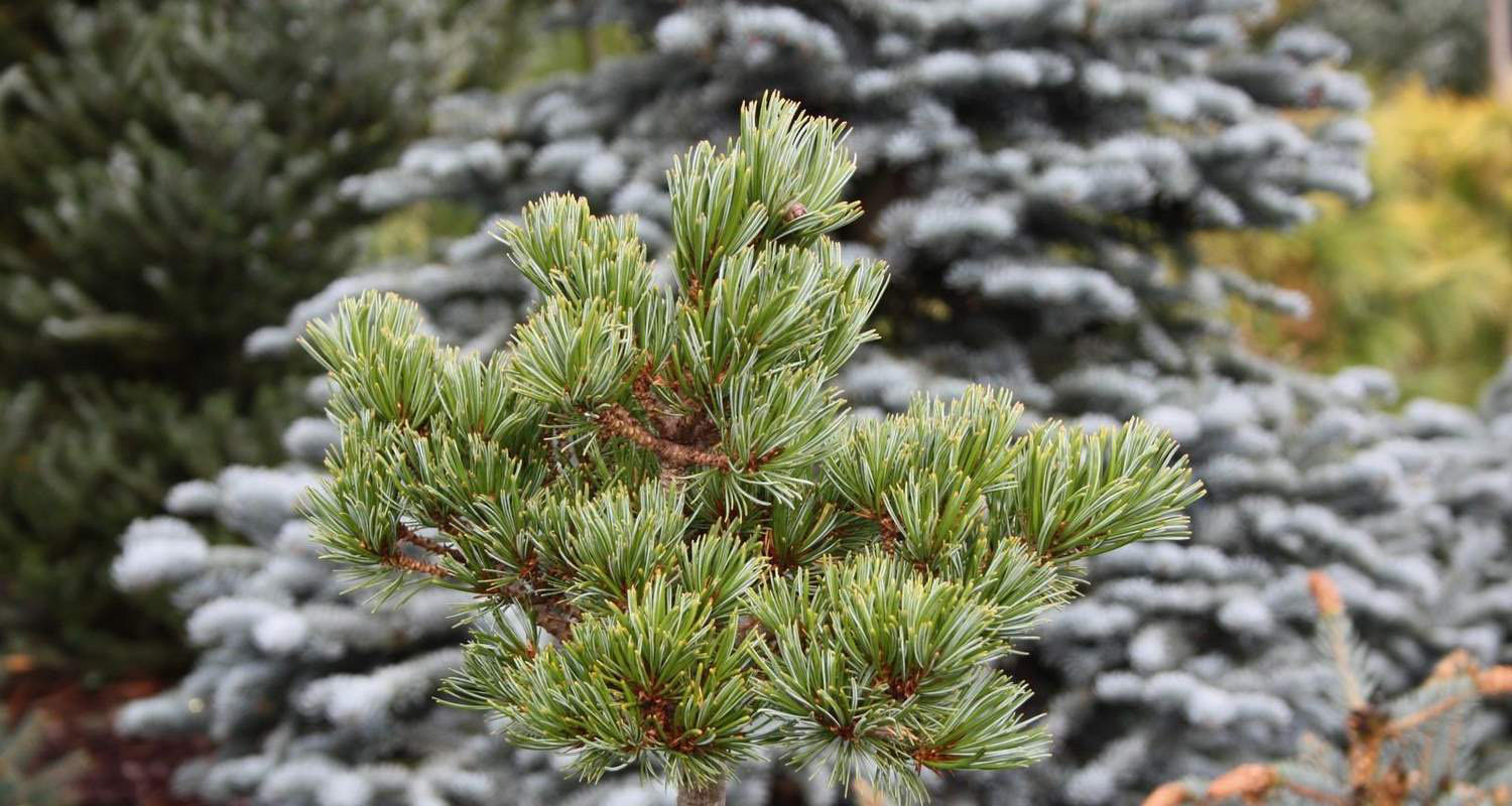 Пушистые хвойные. Pinus parviflora Hagoromo. Pinus Sylvestris 'Pelczar'. Сосна Hagaromo seedling. Сосна мелкоцветковая Хагоромо.